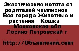  Экзотические котята от родителей чемпионов - Все города Животные и растения » Кошки   . Московская обл.,Лосино-Петровский г.